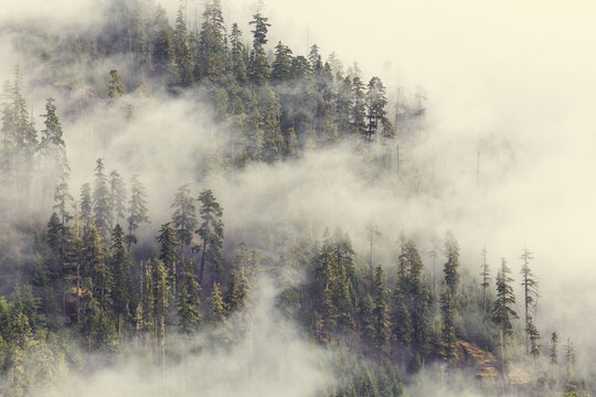 Fog in the forest © Galyna Andrushko