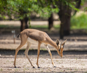 Arabian Reem Gazelle in wildlife conservation park, Abu Dhabi, United Arab Emirates