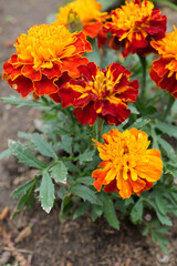close-up marigolds orange flower in the spring  garden	