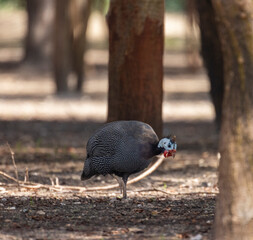 Guinea Fowl at a wildlife conservation park in Abu Dhabi, UAE