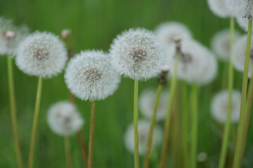  horizontal shot white spring dandelion in the grass