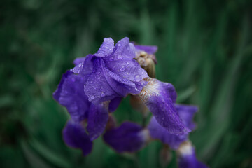 Purple iris in raindrops on a green background 