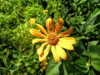 The Jerusalem artichoke (Helianthus tuberosus), also called sunroot, sunchoke, or earth apple. Floral desktop background. Yellow flower on dark green background