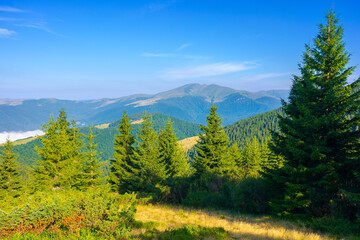 coniferous forest on the steep hill. view in to the distant valley with fog and Svydovets ridge...