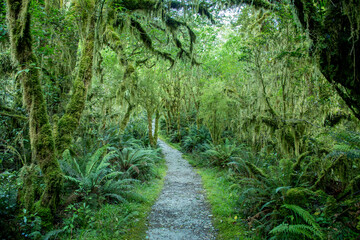 Fototapeta na wymiar Milford Track, Fiordland National Park, Great Walks, Te Wahipounamu, New Zealand