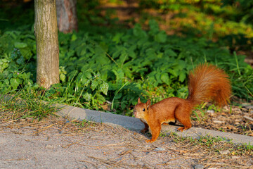 red squirrel in the park, in sunlight