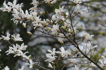 horizontal shot  spring bloming magnolia white flowers on the tree