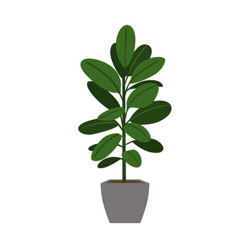 indoor houseplant rubber tree isolated vector graphic