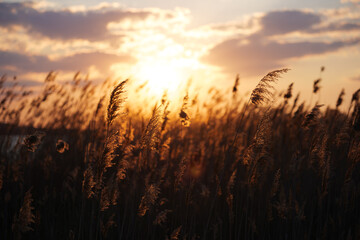 sunset in the field,  backlit reeds - obrazy, fototapety, plakaty