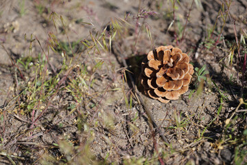 cone in forest