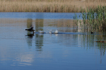 flying Eurasian coot, Fulica atra, on the lake