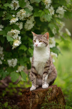 Photo of a tabby cat near a flowering bush.