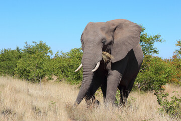 Afrikanischer Elefant / African elephant / Loxodonta africana