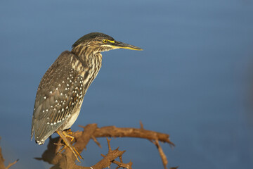 Mangrovenreiher / Green-backed heron / Butorides striatus