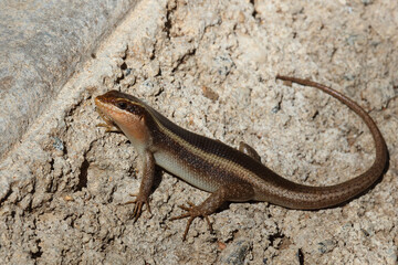 Afrikanischer Streifenskink oder Gestreifte Mabuye / African striped skink / Trachylepis striata...