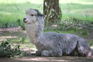 Obraz premium llama in a zoo