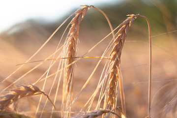 Ears of golden wheat close up.Background of ripening ears of wheat field.