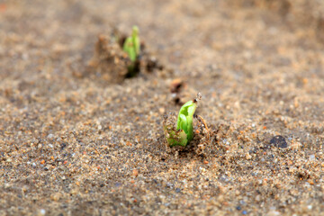 Plants sprout out of the soil