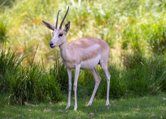 Young Sand Gazelle calf in wildlife conservation park, Abu Dhabi, United Arab Emirates