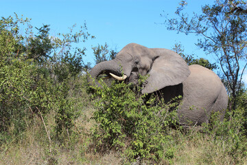 Afrikanischer Elefant / African elephant / Loxodonta africana