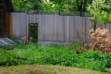 fence and grass