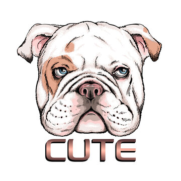 Cute english bulldog portrait. Vector illustration. Stylish image for printing on any surface	
