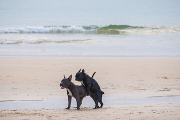 Two dogs are making love and sex on the ocean sandy beach at sunset outdoors background