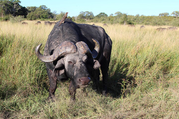 Kaffernbüffel und Rotschnabel-Madenhacker / African buffalo and Red-billed oxpecker / Syncerus...