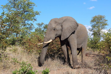 Fototapeta premium Afrikanischer Elefant / African elephant / Loxodonta africana