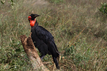 Kaffernhornrabe / Southern ground hornbill / Bucorvus leadbeateri