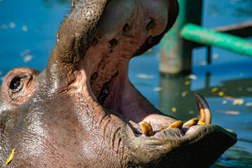 hippopotamus with open mouth close-up