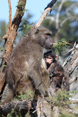 Bärenpavian / Chacma baboon / Papio ursinus.....