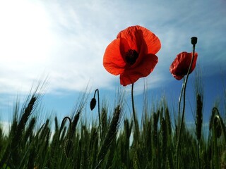 Poppy flower in the field in the summer. Green field. Nature photography. Sunbeams, sunlight, bright colours. Desktop background. Web design. Floral desktop wallpaper and backgrround. Papaver rhoeas 