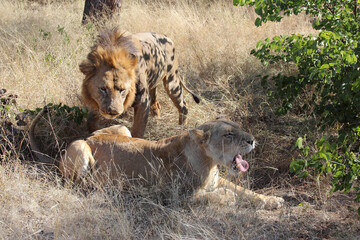 Afrikanischer Löwe / African lion / Panthera leo..