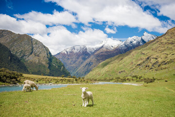 Lambs in Matukituki Valley, Mount Aspiring National Park, Te waipounamu, New Zealand