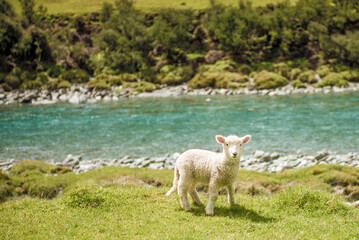 Naklejka premium Lamb in Matukituki Valley, Mount Aspiring National Park, Te waipounamu, New Zealand