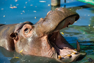 hippopotamus with open mouth close-up