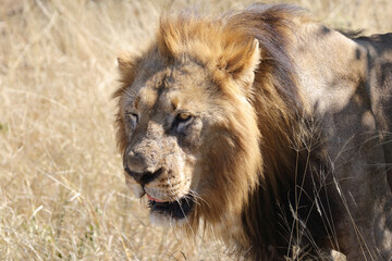 Afrikanischer Löwe / African lion / Panthera leo.