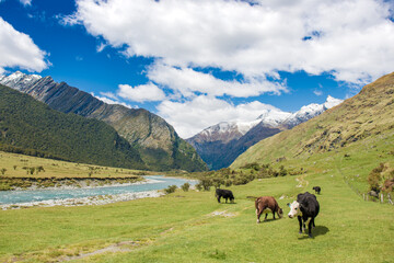 Fototapeta premium Cows in Matukituki Valley, Mount Aspiring National Park, Te waipounamu, New Zealand
