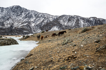 View of river Katun and Altay mountains