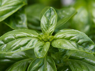 basil leaves 