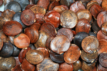 Close up photos of the seeds of Wisteria in legume