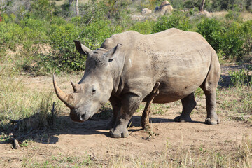 Obraz premium Breitmaulnashorn / Square-lipped rhinoceros / Ceratotherium Simum