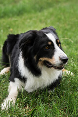 Smartest dog breed in the world. Charming black and white red tricolor border collie lies in park on green grass, looks carefully and smiles. British shepherd dog lies waiting.