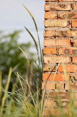 A single spike of decorative grass plant Leymus arenarius (or grate sand, Elymus sand, Leymus, Volosnets, Elymus arenarius) against a sloping red brick wall. Selective focus, close-up. - obrazy, fototapety, plakaty