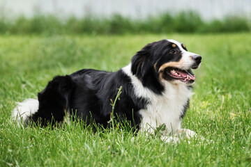 Smartest dog breed in the world. Charming black and white red tricolor border collie lies in park on green grass, looks carefully and smiles. British shepherd dog lies waiting.