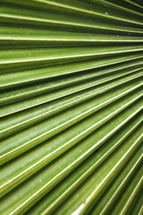 Close up of a palm leaf texture