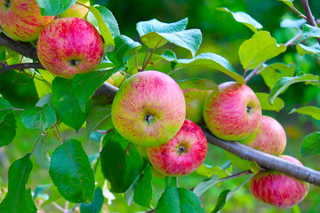 photo of red ripe apples on tree