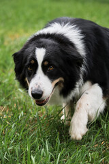 British shepherd dog sneaks in and starts herding. Smartest dog breed in the world. Charming black and white red tricolor border Collie took shepherds pose .