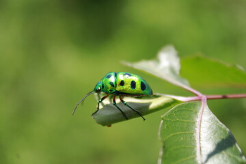 Beetle with amazing color